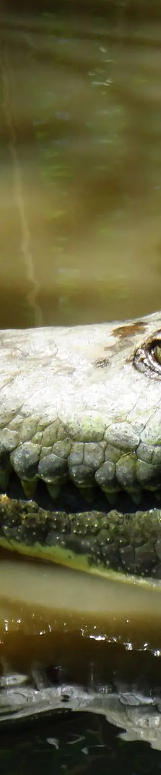 Beobachte Salzwasserkrokodile am Mary River